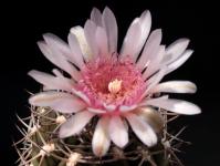Thumbnail of 1470_Gymnocalycium weissianum_20130716(1).JPG